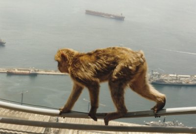 Gibraltar monkey