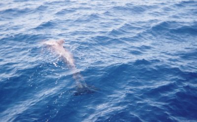 Dolphin Tenerife
