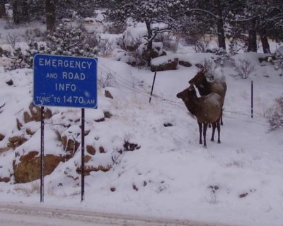 Colorado elk looking for a sign