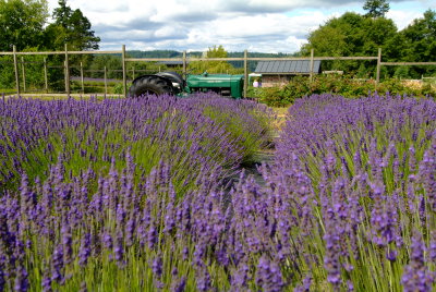 Lavender farm.JPG