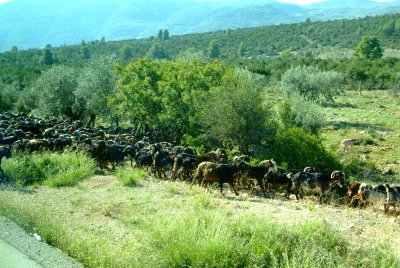 Pelopenese- Herd of goats crossing the road