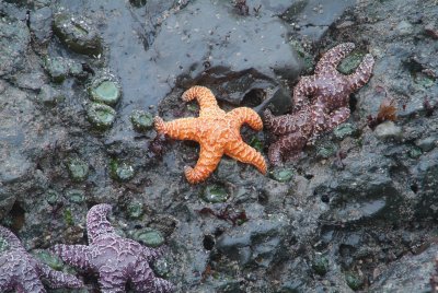 Starfish 007.jpg