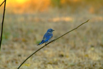 Bluebird Napa, Ca