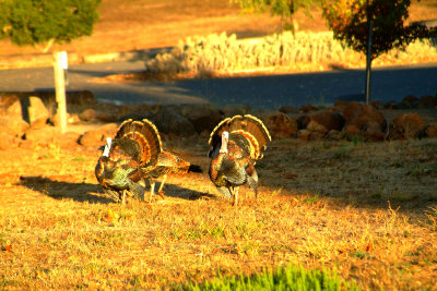 Wild Turkeys Napa, Ca.