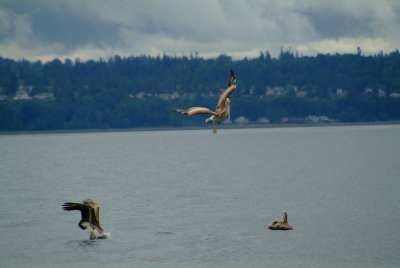Pelicans at play
