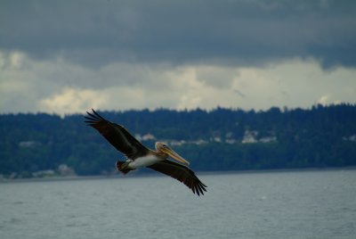 Brown Pelican