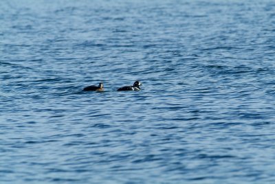 Male & Female Harlequin Ducks