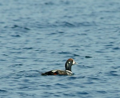 Harlequin Duck