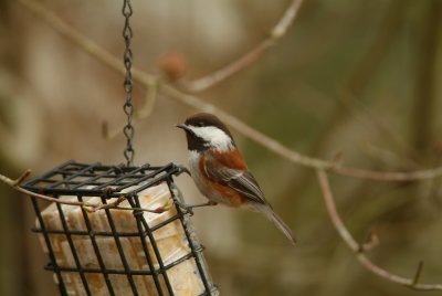 Chestnut-Backed Chickadee