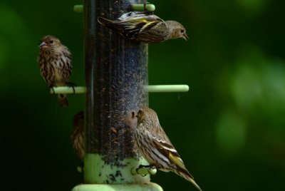 Pine Siskins on thistle seed feeder