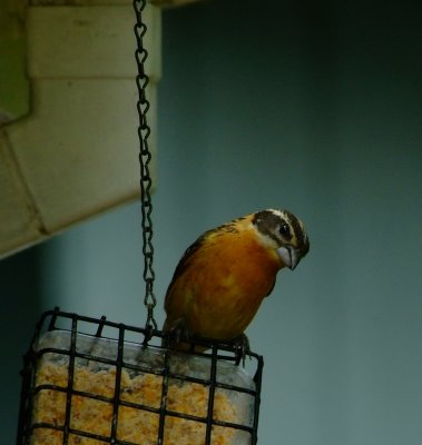 Black Headed Grosbeak