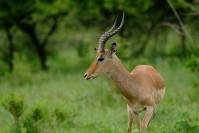 Impala Dominant male