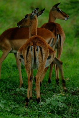Pregnant  Impala