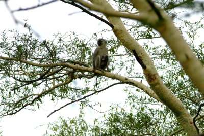 Vervet Monkey nursing