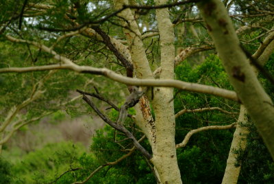 Vervet Monkey