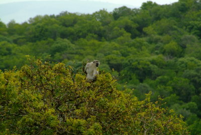 Vervet Monkey