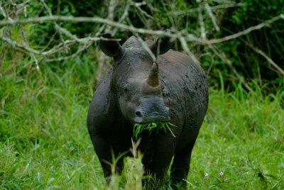 White Rhino