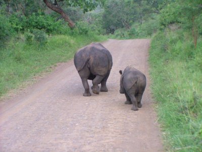 White Rhino & Baby