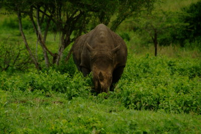 White Rhino