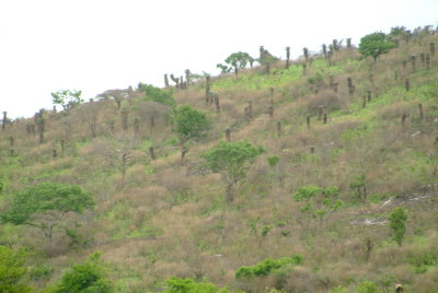 Aloe Trees