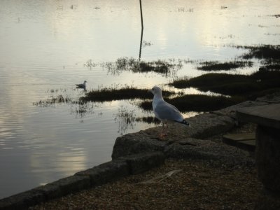 A Watchgull.jpg