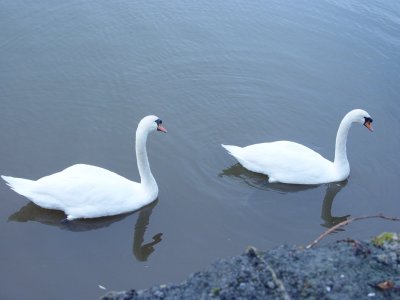 Swans1.jpg
