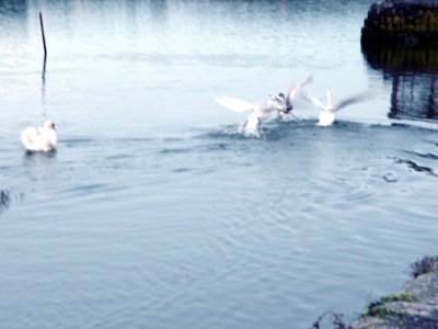 Swan Fight1.jpg