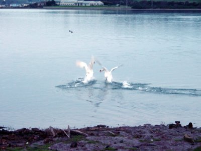 Swan Fight2.jpg
