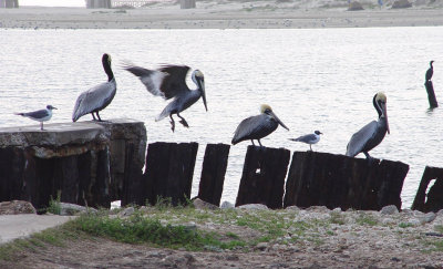 brown pelicans.jpg