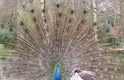 Peacock.jpg