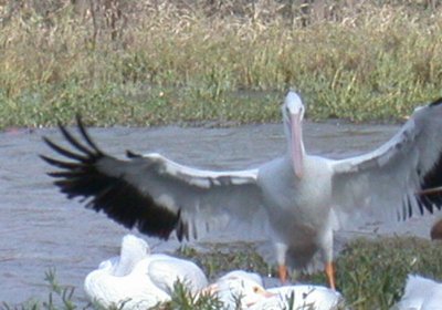 birds