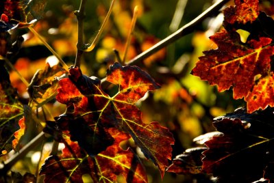 _DSC0949_edited-2.jpg