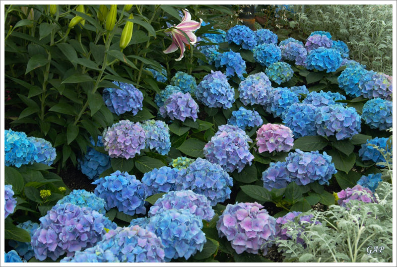 20070513_LewisGinterBotanicalGarden_07_sm.jpg