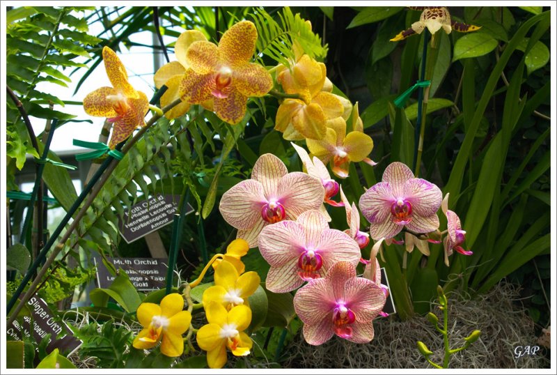 20070513_LewisGinterBotanicalGarden_17_sm.jpg