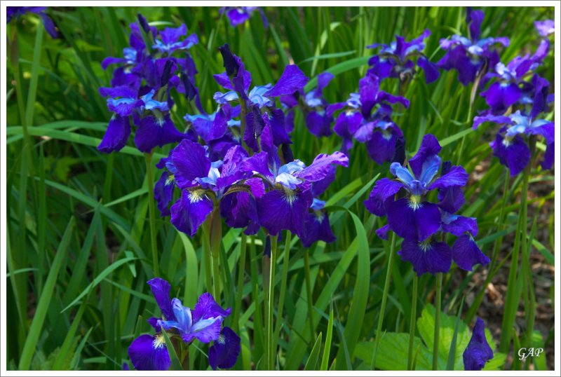 20070513_LewisGinterBotanicalGarden_33_sm.jpg