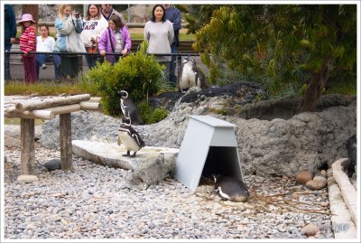 Magellanic penguin