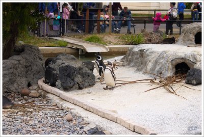 Magellanic penguin