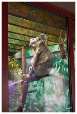 Koala