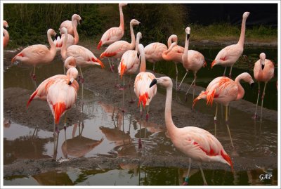 Flamingos