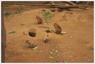 Prairie dogs