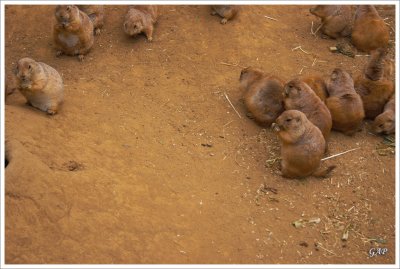 Prairie dogs