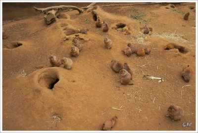 Prairie dogs