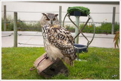 Eurasian Eagle Owl