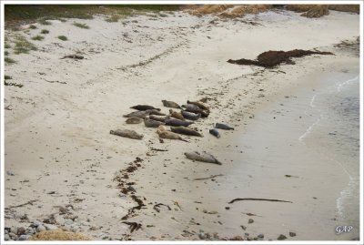 Seals