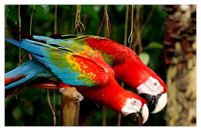 Macaw