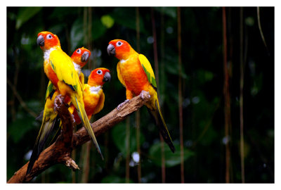 birds