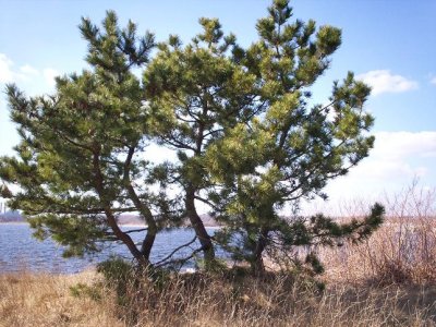 This tree stands sentry over the river.