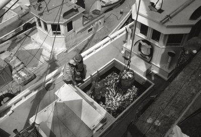 Unloading the Catch, Connors Bros.,  Blacks Harbour, NB