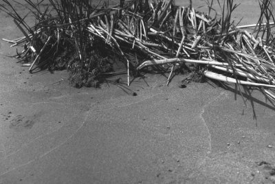 Grasses - Sandbanks Provincial Park