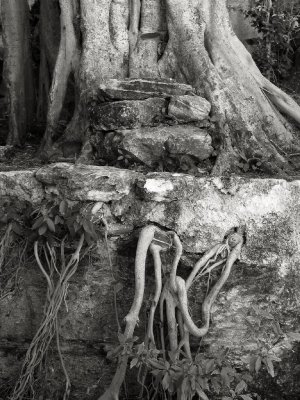 Roots, Xcaret, Mexico